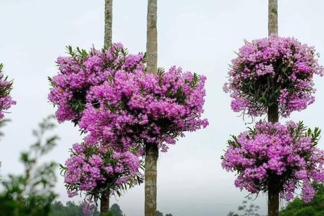 Ngôi nhà gây bão” MXH với hàng cau có những bụi lan nở tím lịm trên thân-3