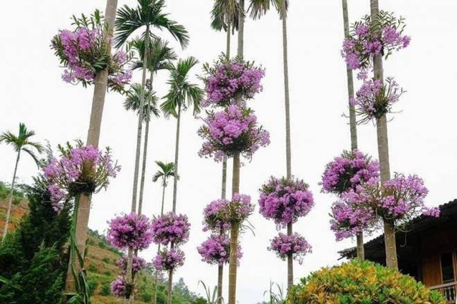 Ngôi nhà gây bão” MXH với hàng cau có những bụi lan nở tím lịm trên thân-4