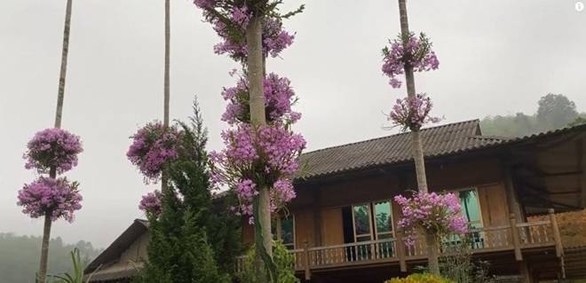 Ngôi nhà gây bão” MXH với hàng cau có những bụi lan nở tím lịm trên thân-5