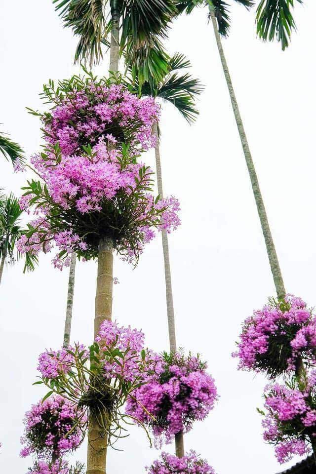 Ngôi nhà gây bão” MXH với hàng cau có những bụi lan nở tím lịm trên thân-6