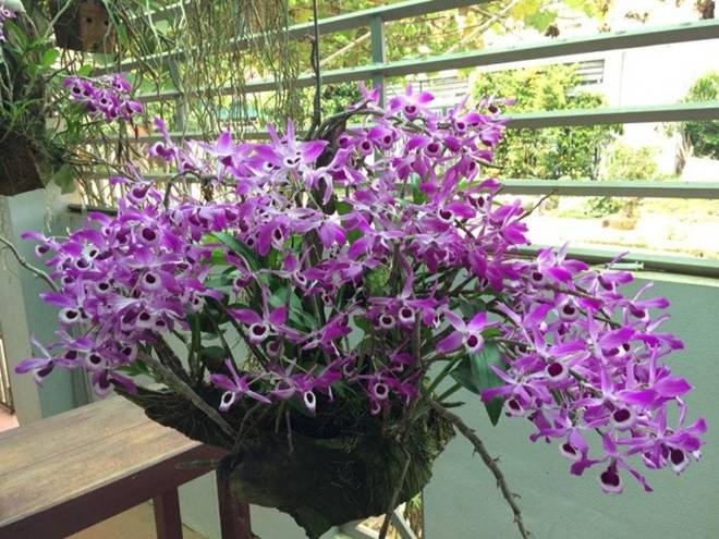 Ngôi nhà gây bão” MXH với hàng cau có những bụi lan nở tím lịm trên thân-7