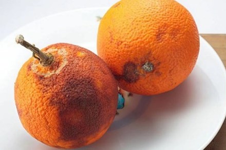 4 loại trái cây mà bác sĩ xưa nay không bao giờ ăn, là mầm mống kích hoạt ung thư