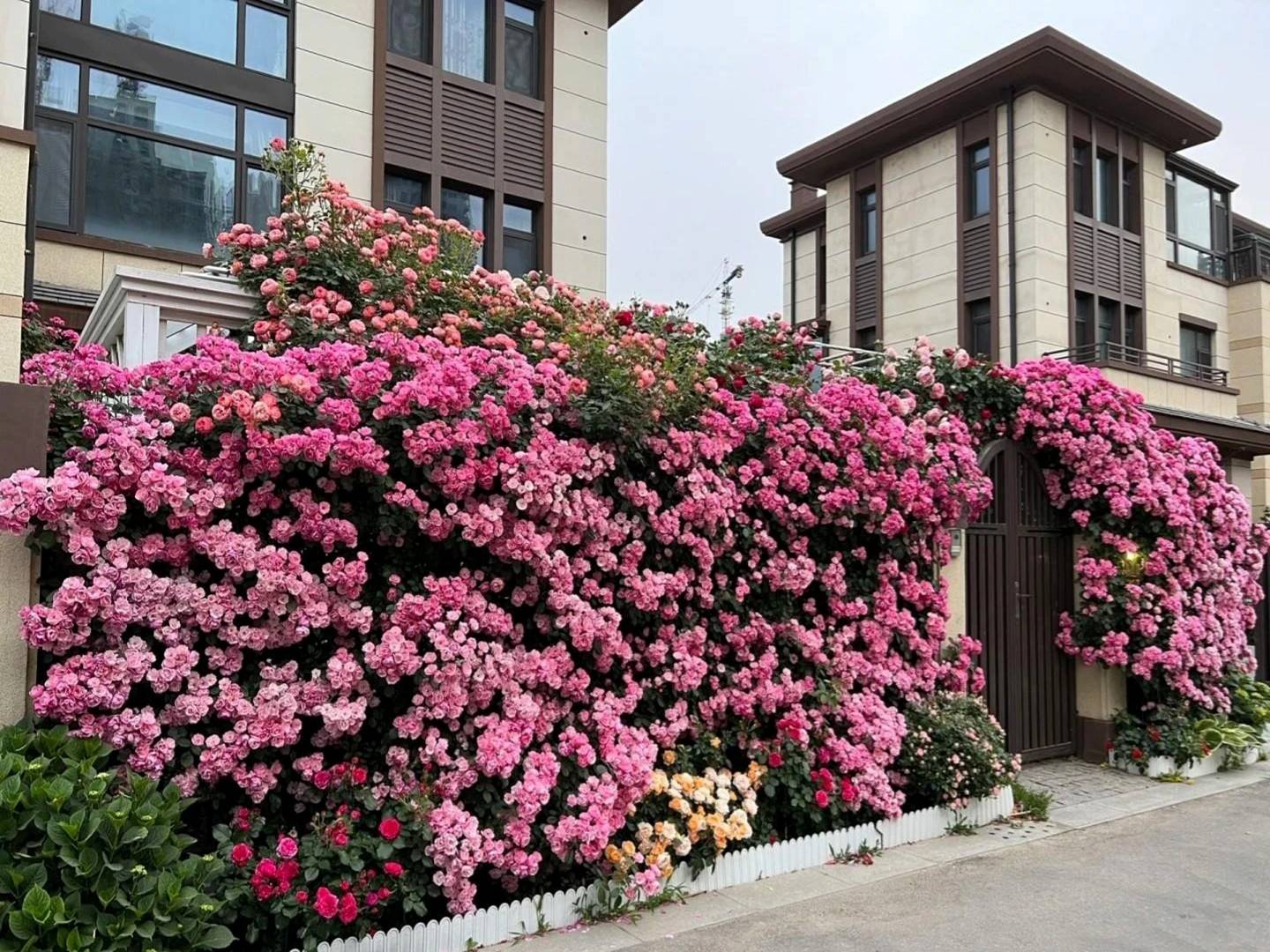 Cây cảnh phú quý như mây, cỗ máy nổ hoa suốt 4 mùa, bảo vệ gia đình, thu hút may mắn, tài lộc-1