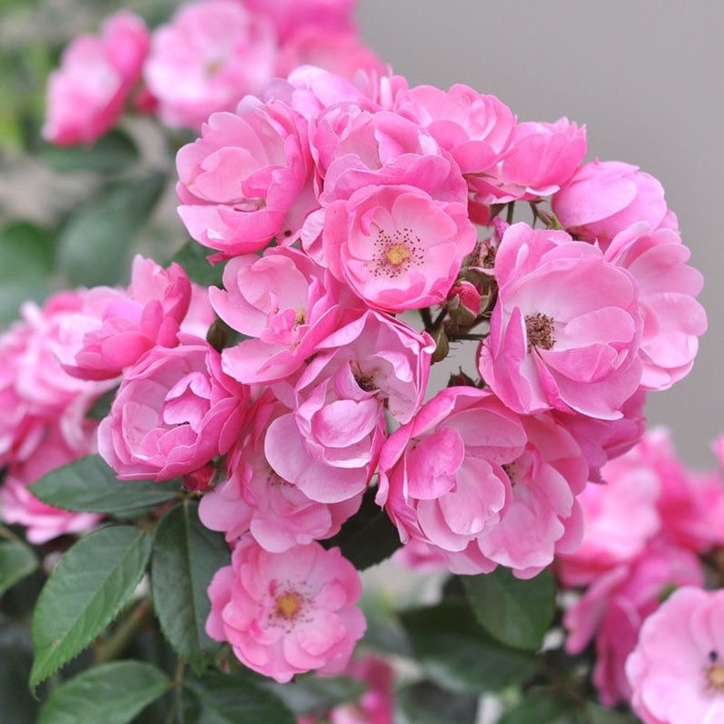 Cây cảnh phú quý như mây, cỗ máy nổ hoa suốt 4 mùa, bảo vệ gia đình, thu hút may mắn, tài lộc-2