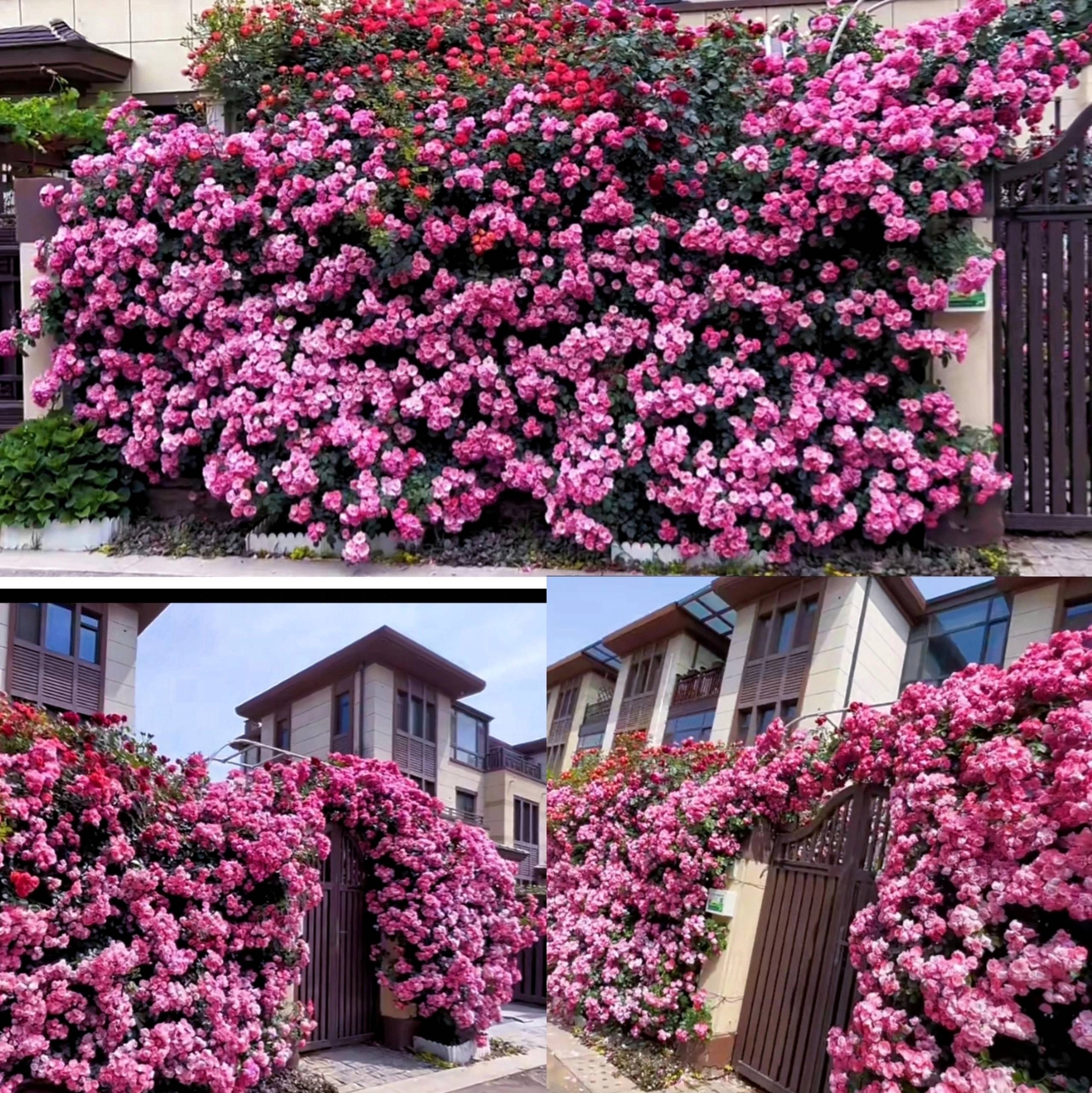 Cây cảnh phú quý như mây, cỗ máy nổ hoa suốt 4 mùa, bảo vệ gia đình, thu hút may mắn, tài lộc-3