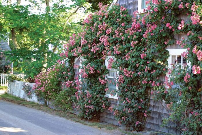 Cây cảnh phú quý như mây, cỗ máy nổ hoa suốt 4 mùa, bảo vệ gia đình, thu hút may mắn, tài lộc-4