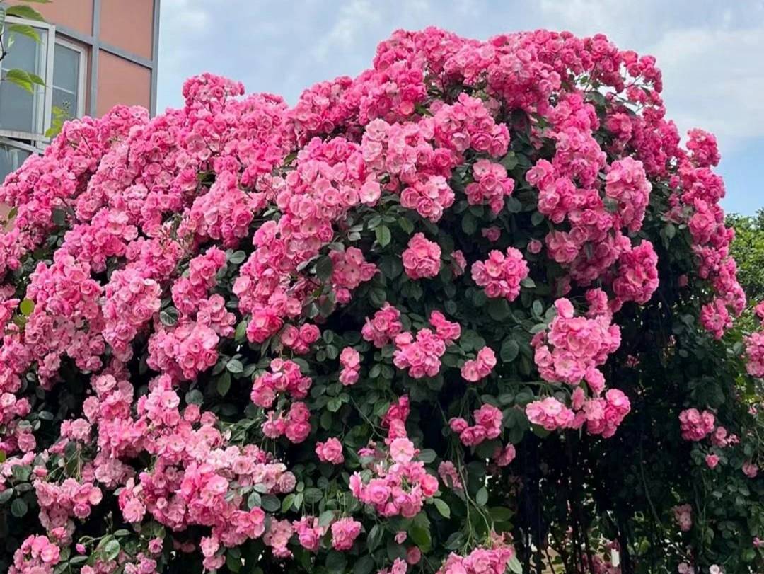 Cây cảnh phú quý như mây, cỗ máy nổ hoa suốt 4 mùa, bảo vệ gia đình, thu hút may mắn, tài lộc-5