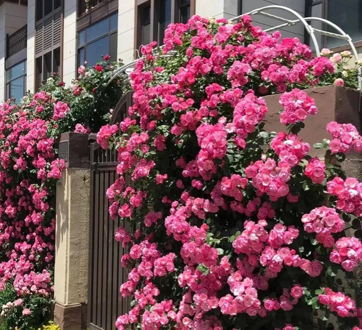 Cây cảnh phú quý như mây, cỗ máy nổ hoa suốt 4 mùa, bảo vệ gia đình, thu hút may mắn, tài lộc-7