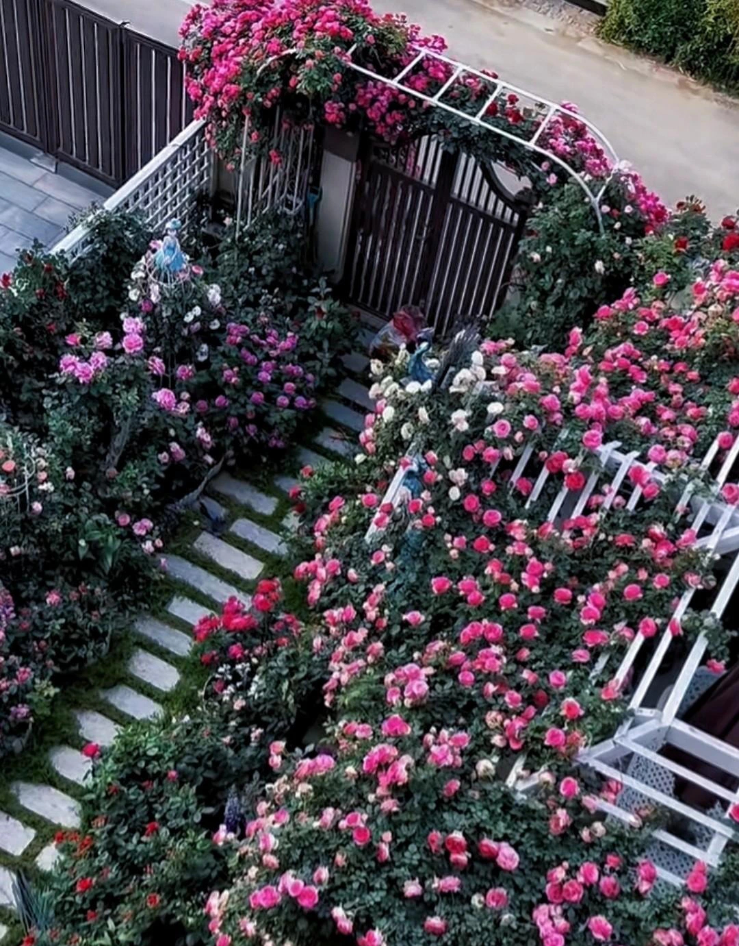 Cây cảnh phú quý như mây, cỗ máy nổ hoa suốt 4 mùa, bảo vệ gia đình, thu hút may mắn, tài lộc-8