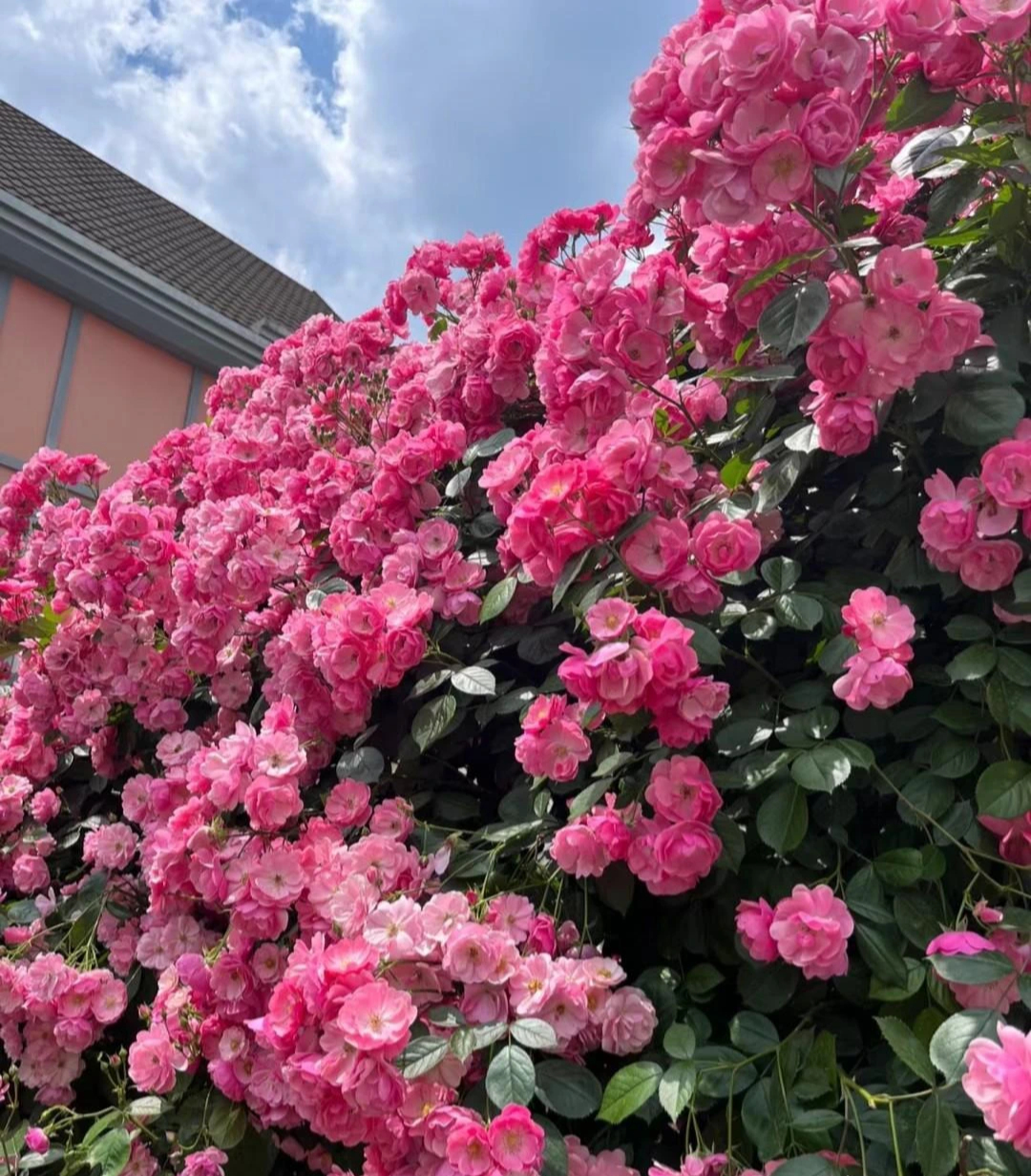 Cây cảnh phú quý như mây, cỗ máy nổ hoa suốt 4 mùa, bảo vệ gia đình, thu hút may mắn, tài lộc-9