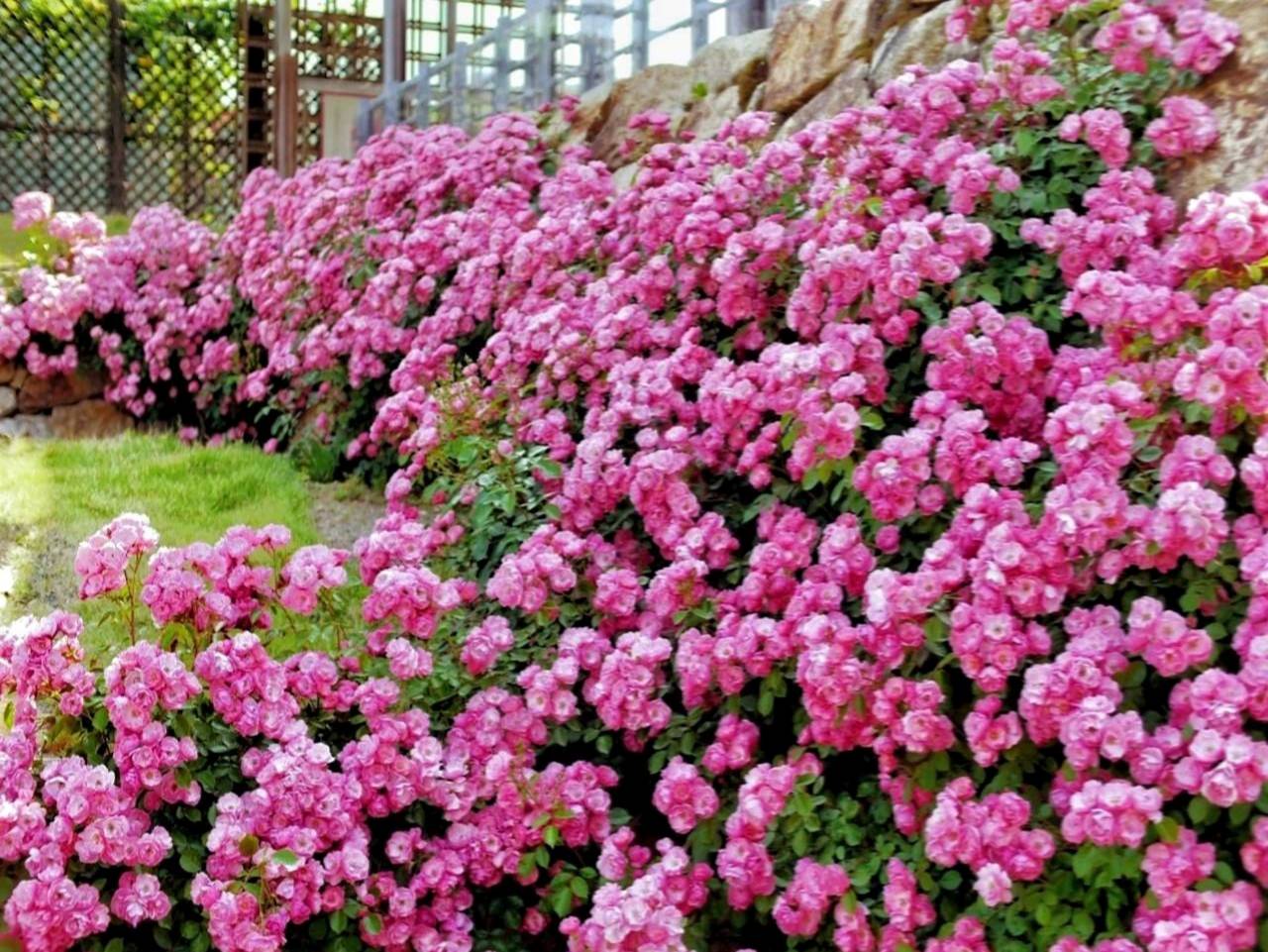 Cây cảnh phú quý như mây, cỗ máy nổ hoa suốt 4 mùa, bảo vệ gia đình, thu hút may mắn, tài lộc-10