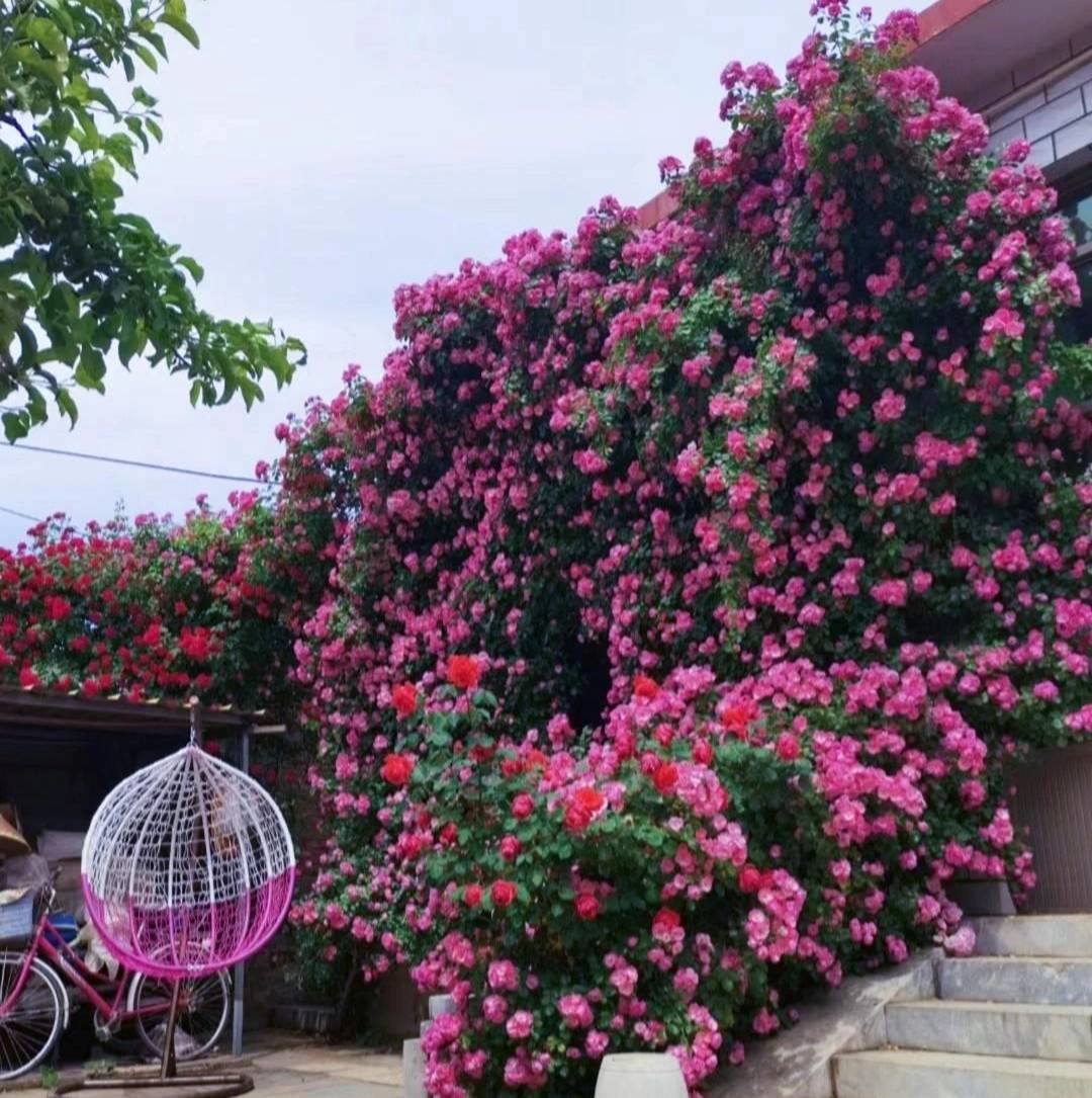 Cây cảnh phú quý như mây, cỗ máy nổ hoa suốt 4 mùa, bảo vệ gia đình, thu hút may mắn, tài lộc-12