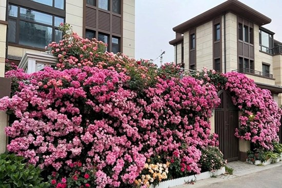 Cây cảnh phú quý như mây,