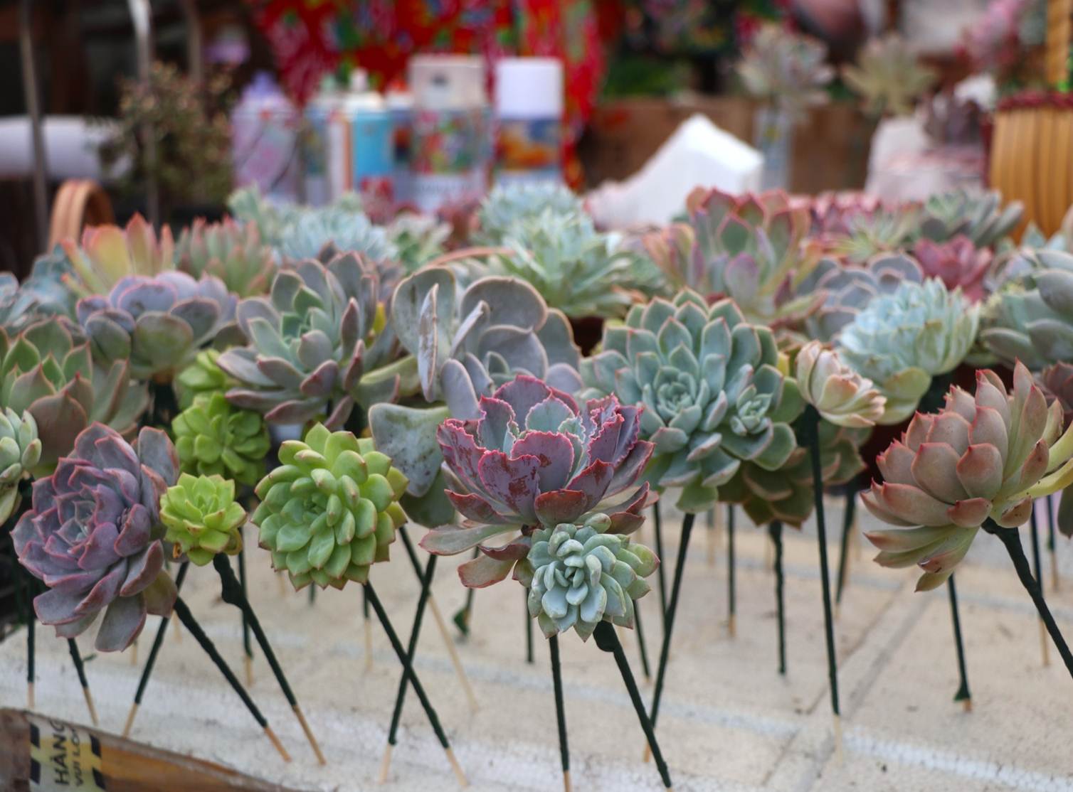 Sen đá lạ mắt hút khách dịp Quốc tế Phụ nữ 8/3-5