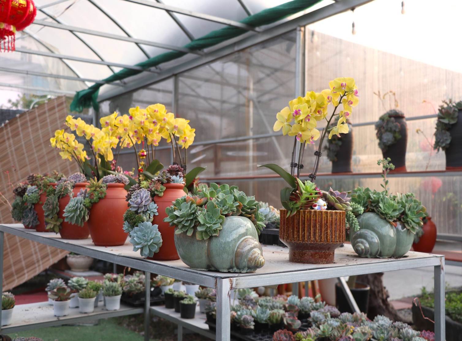 Sen đá lạ mắt hút khách dịp Quốc tế Phụ nữ 8/3-7