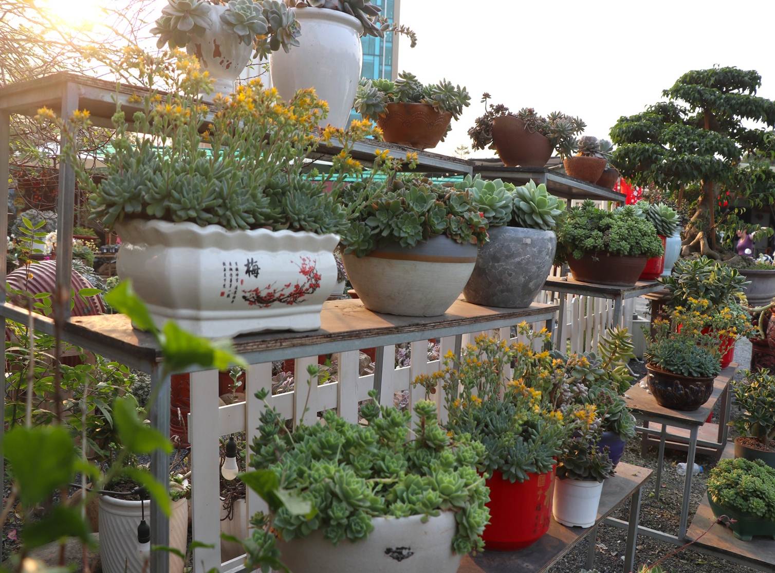 Sen đá lạ mắt hút khách dịp Quốc tế Phụ nữ 8/3-8