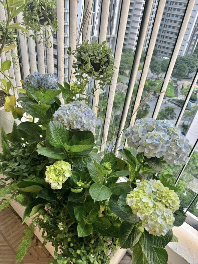 Khu vườn xanh mát mắt trong căn hộ chung cư của BTV VTV Diệp Chi, trồng cả hoa cẩm tú cầu xinh đẹp-5