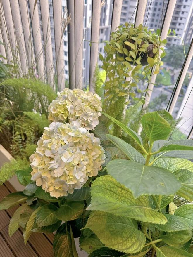 Khu vườn xanh mát mắt trong căn hộ chung cư của BTV VTV Diệp Chi, trồng cả hoa cẩm tú cầu xinh đẹp-6