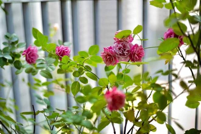 Khu vườn xanh mát mắt trong căn hộ chung cư của BTV VTV Diệp Chi, trồng cả hoa cẩm tú cầu xinh đẹp-9