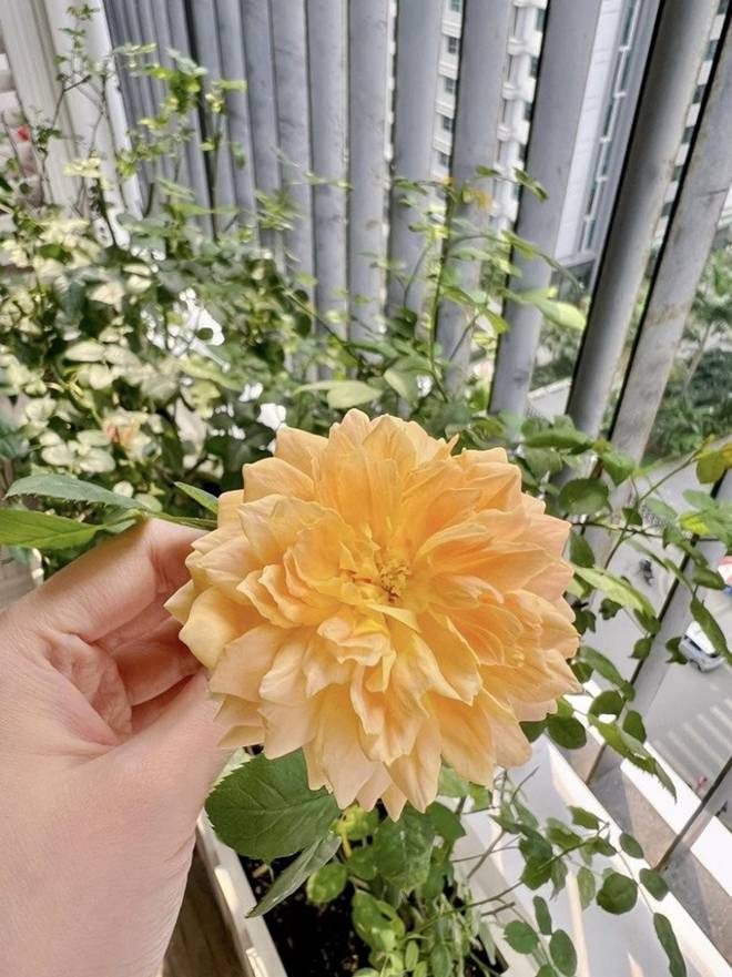 Khu vườn xanh mát mắt trong căn hộ chung cư của BTV VTV Diệp Chi, trồng cả hoa cẩm tú cầu xinh đẹp-11