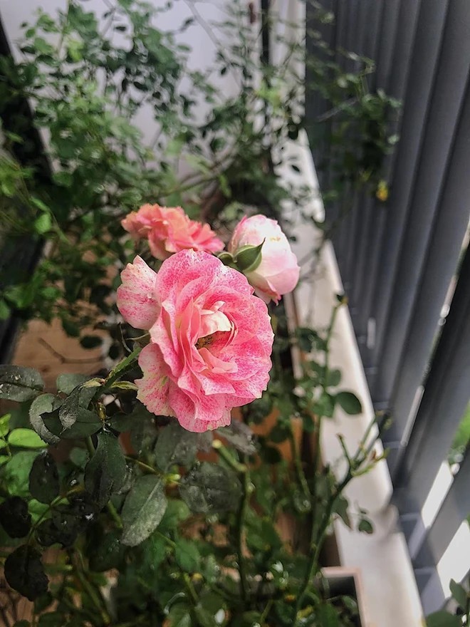 Khu vườn xanh mát mắt trong căn hộ chung cư của BTV VTV Diệp Chi, trồng cả hoa cẩm tú cầu xinh đẹp-13