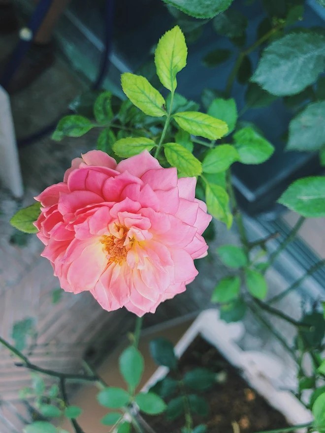 Khu vườn xanh mát mắt trong căn hộ chung cư của BTV VTV Diệp Chi, trồng cả hoa cẩm tú cầu xinh đẹp-14