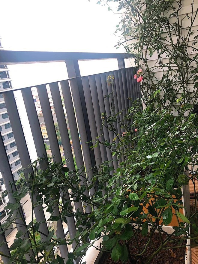 Khu vườn xanh mát mắt trong căn hộ chung cư của BTV VTV Diệp Chi, trồng cả hoa cẩm tú cầu xinh đẹp-15