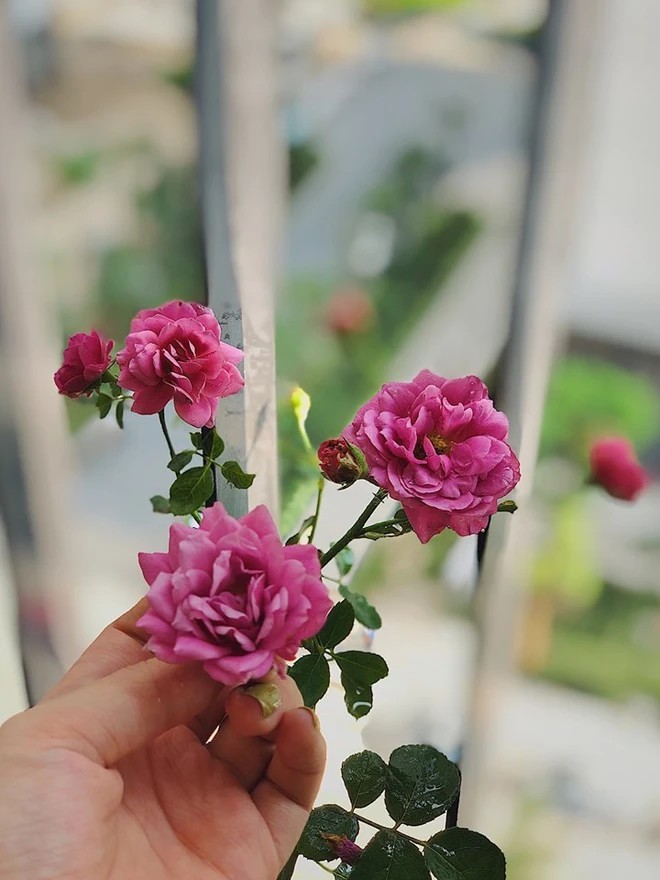 Khu vườn xanh mát mắt trong căn hộ chung cư của BTV VTV Diệp Chi, trồng cả hoa cẩm tú cầu xinh đẹp-16