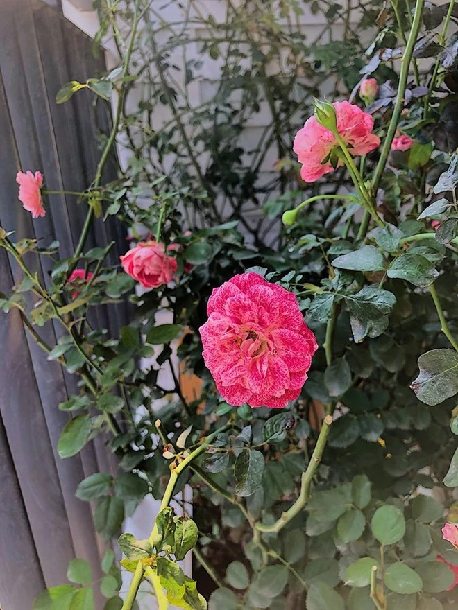 Khu vườn xanh mát mắt trong căn hộ chung cư của BTV VTV Diệp Chi, trồng cả hoa cẩm tú cầu xinh đẹp-17