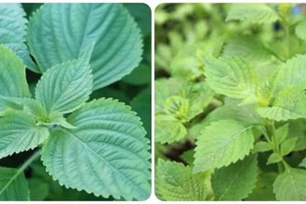 Điều gì xảy ra với cơ thể khi bạn ăn khoai tây 1 tuần?-3