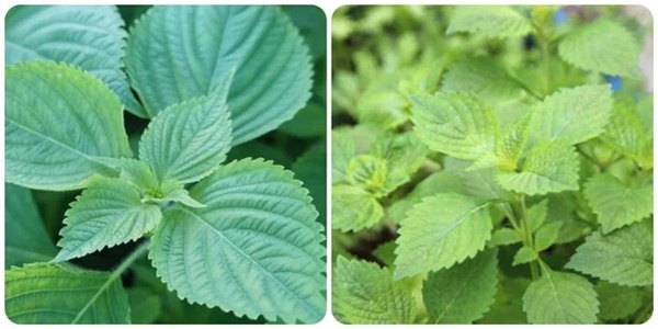 Cây rau kinh giới có tác dụng gì?-1