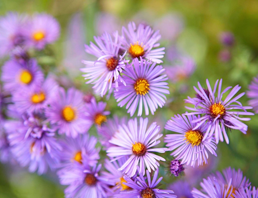 Con cưng của Thần Tài: 3 con giáp danh lộc như ý, từ giữa tháng 3, hốt vàng hứng bạc-2