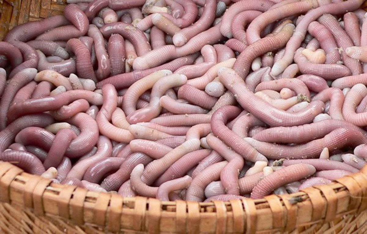 Loại hải sản nhìn như giun, giá tới 7 triệu đồng/kg vẫn được săn đón-1