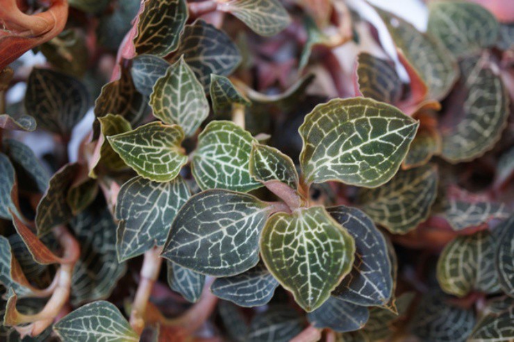 Cỏ dại Việt Nam lên đời thành vàng”, giá gần chục triệu/kg ở nước ngoài-2