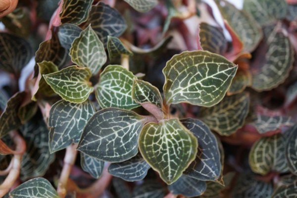 Cỏ đoản thọ” bị nông dân ghét bỏ, giờ bán vội cũng thu được 300.000 đồng/kg-3