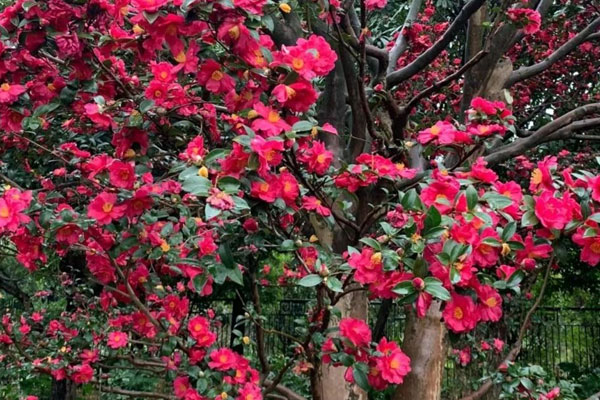 Cuộc sống viên mãn của Hoa khôi thể thao, TS Thu Hương trong biệt thự 1.000 m2-17