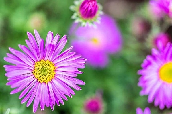 Tử vi tuần mới (11/3 - 17/3): Top 3 con giáp hưởng hết may mắn, công việc lẫn tình cảm đều có tin vui-4