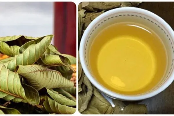 Lá một loại quả pha nước là thuốc bổ tim, kiểm soát đường huyết hiệu quả-1