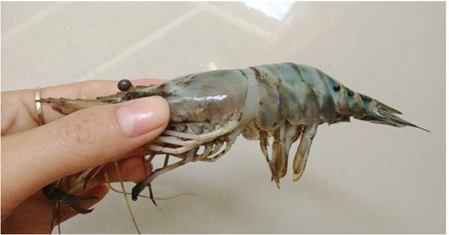 3 loại tôm dù rẻ đến mấy cũng không nên mua, loại thứ 2 nhiều người hay ăn-1