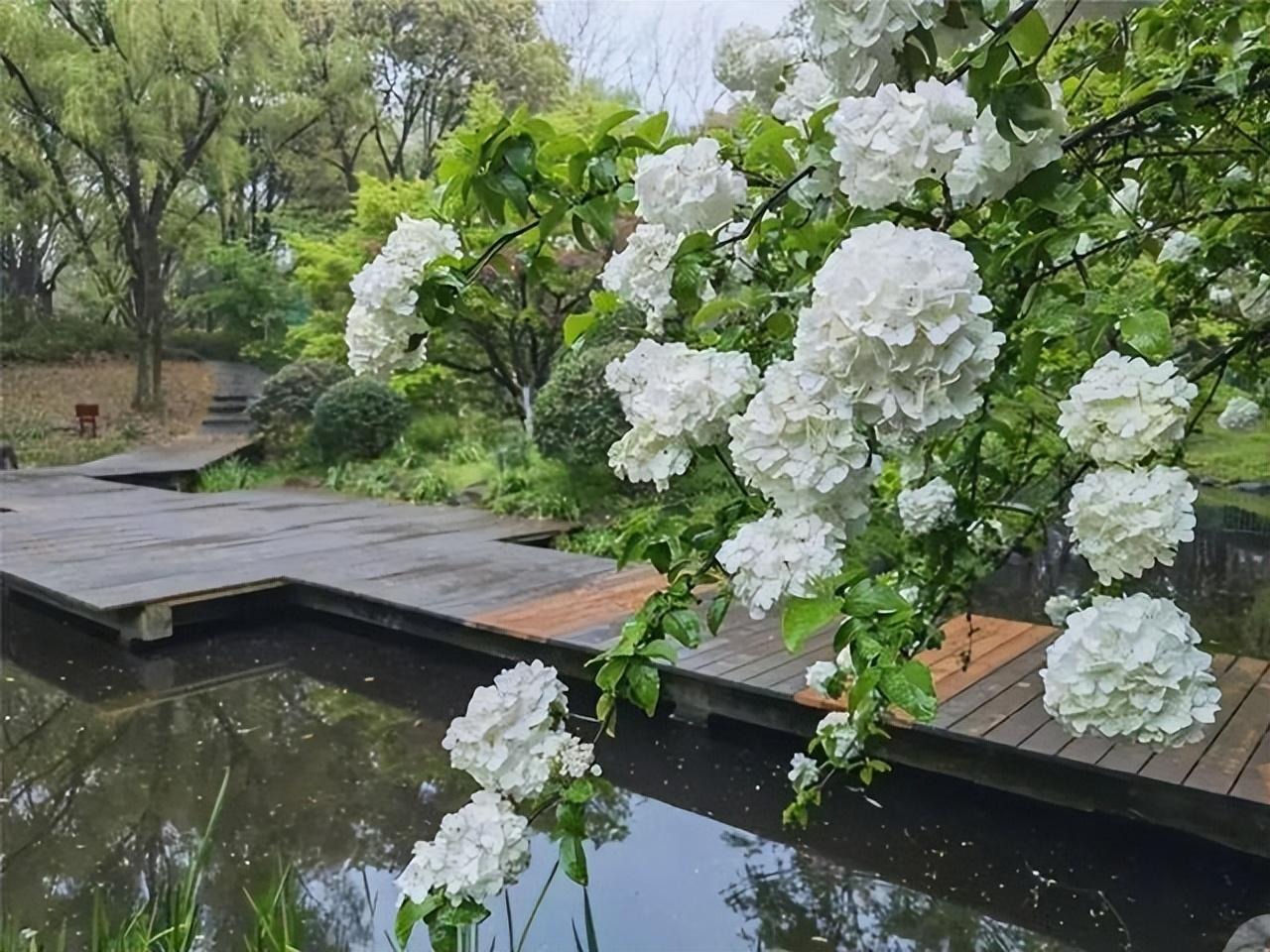 Cây cảnh điềm lành, đẹp lộng lẫy, báu vật gia truyền, trồng trong sân mang điềm lành vào nhà-4