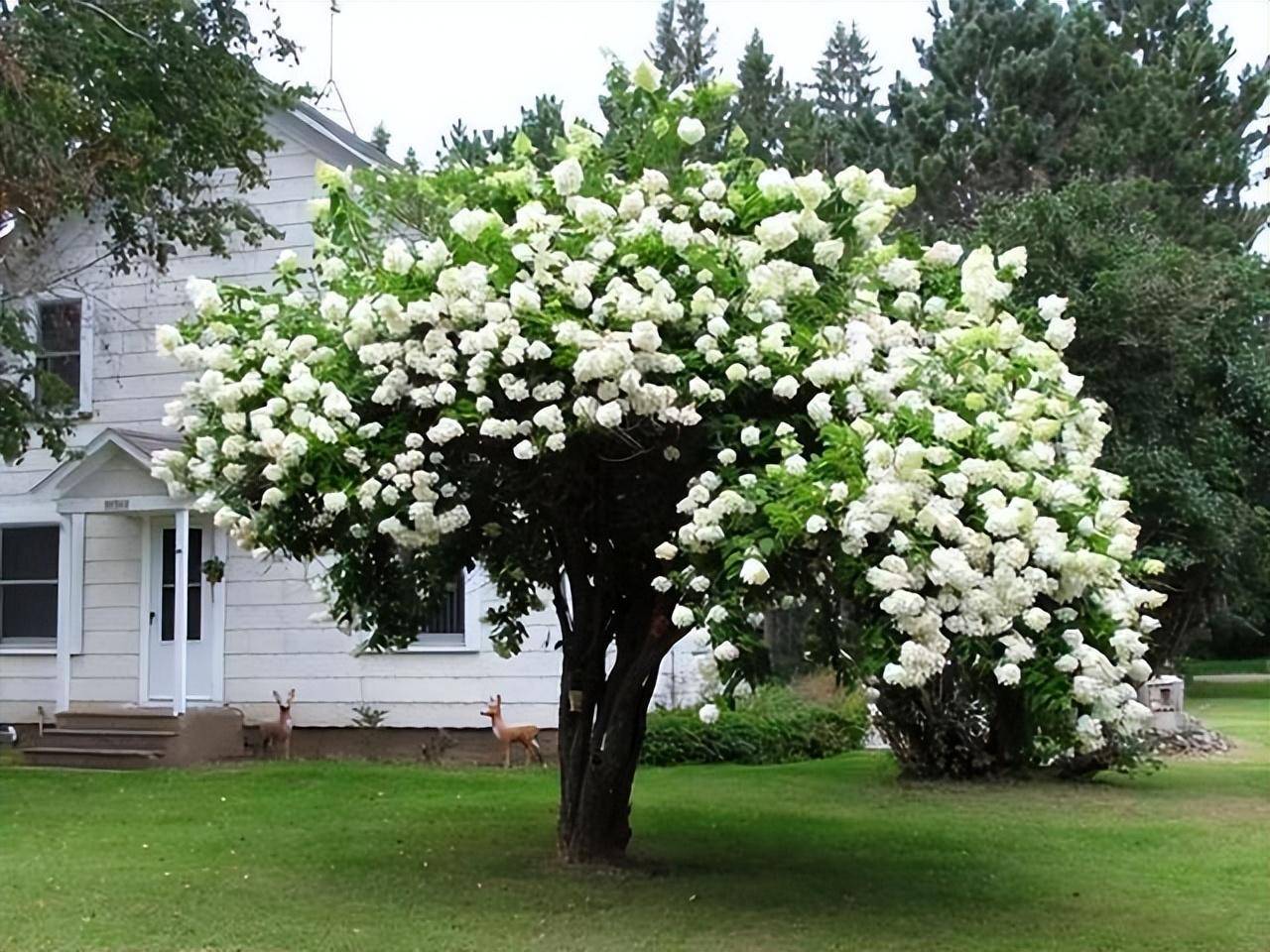 Cây cảnh điềm lành, đẹp lộng lẫy, báu vật gia truyền, trồng trong sân mang điềm lành vào nhà-11