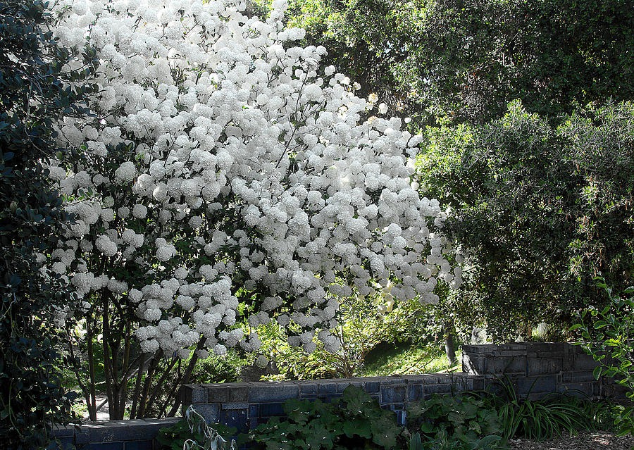 Cây cảnh điềm lành, đẹp lộng lẫy, báu vật gia truyền, trồng trong sân mang điềm lành vào nhà-5