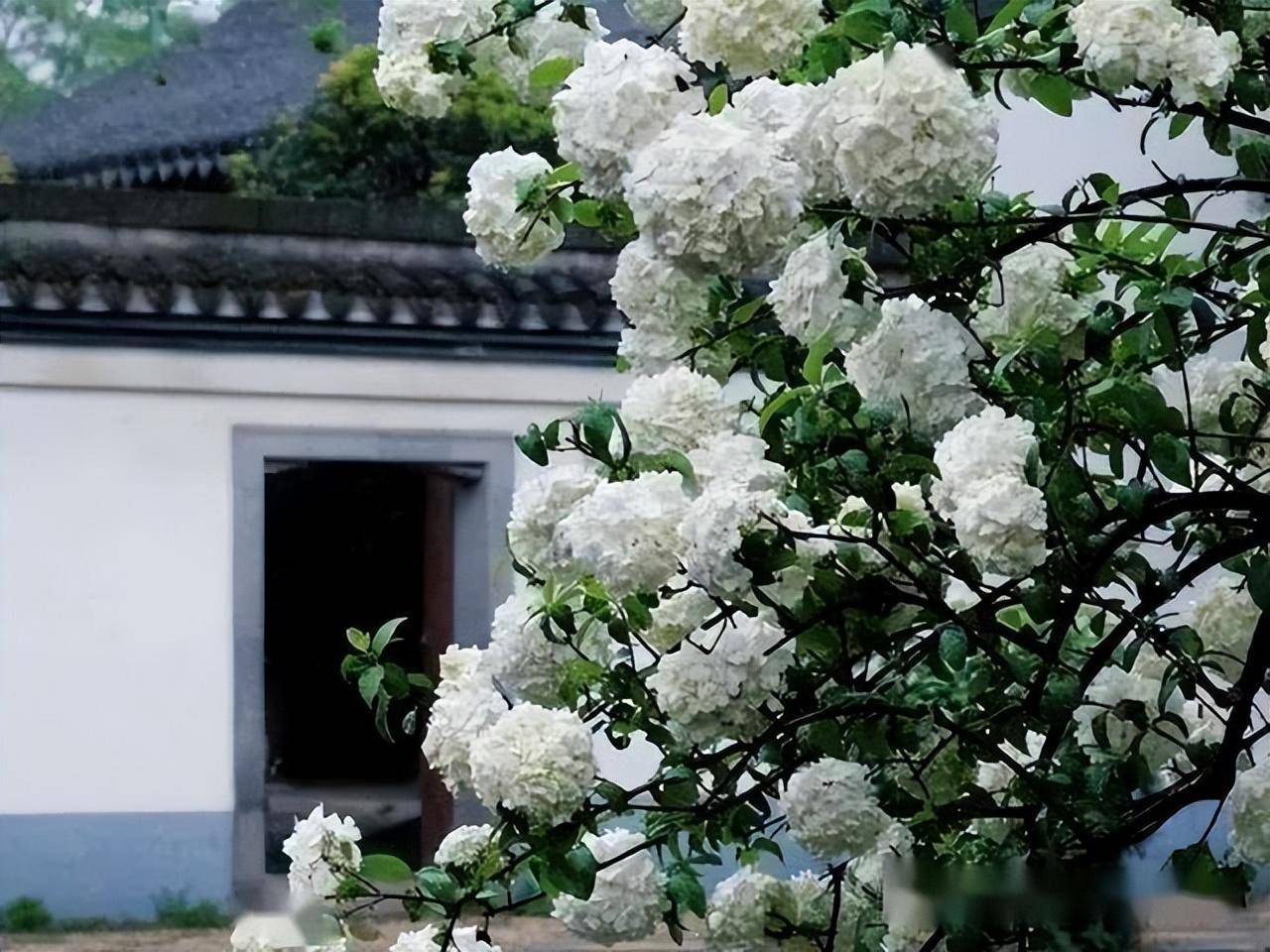 Cây cảnh điềm lành, đẹp lộng lẫy, báu vật gia truyền, trồng trong sân mang điềm lành vào nhà-2