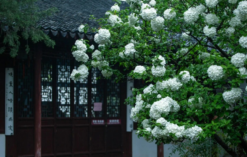 Cây cảnh điềm lành, đẹp lộng lẫy, báu vật gia truyền, trồng trong sân mang điềm lành vào nhà-8