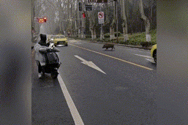Clip: Người đàn ông bị con lợn rừng húc ngã, tấn công giữa đường-1