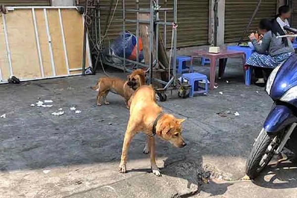 Chủ quán thịt chó tử vong sau 3 ngày phát bệnh dại-2