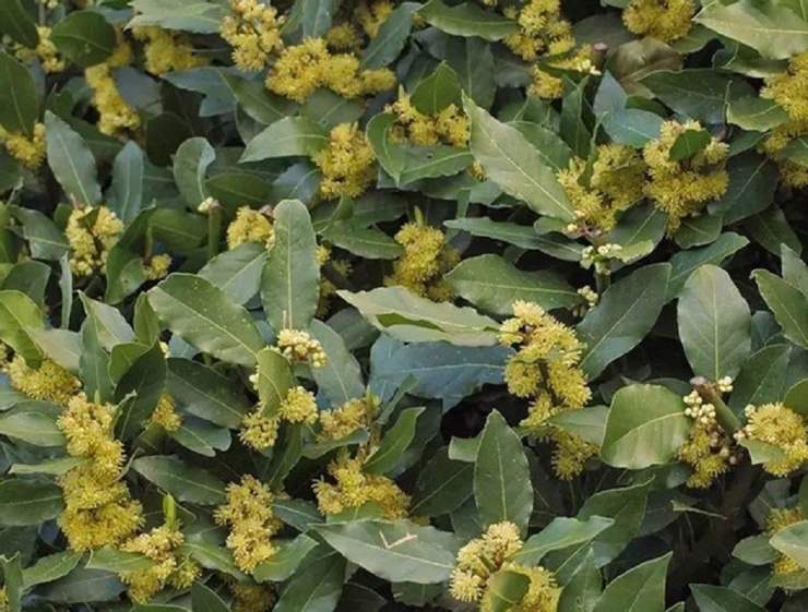 Loại lá mời chưa chắc đã lấy, bên trời Tây giá 2 triệu đồng/kg-2