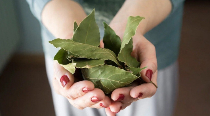 Loại lá mời chưa chắc đã lấy, bên trời Tây giá 2 triệu đồng/kg-4