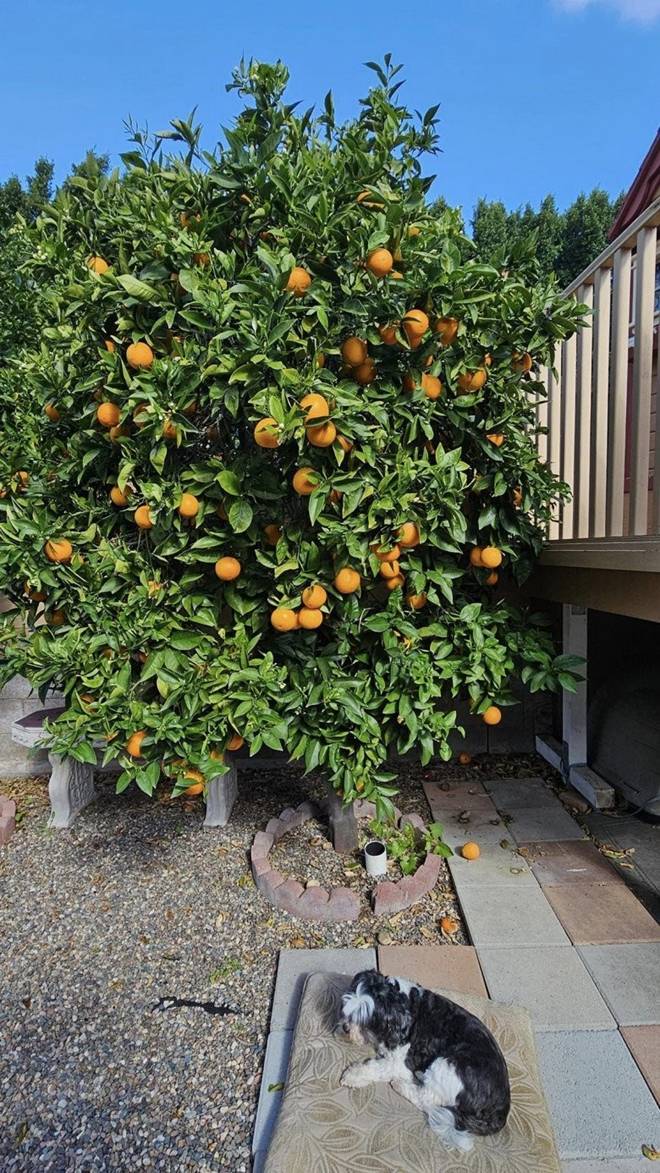 Khu vườn rộng của chị đẹp Thu Phương và ông xã Dũng Taylor trong biệt thự khang trang ở Mỹ-10