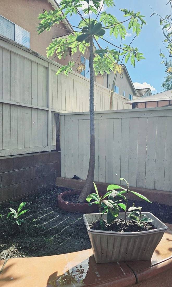 Khu vườn rộng của chị đẹp Thu Phương và ông xã Dũng Taylor trong biệt thự khang trang ở Mỹ-11